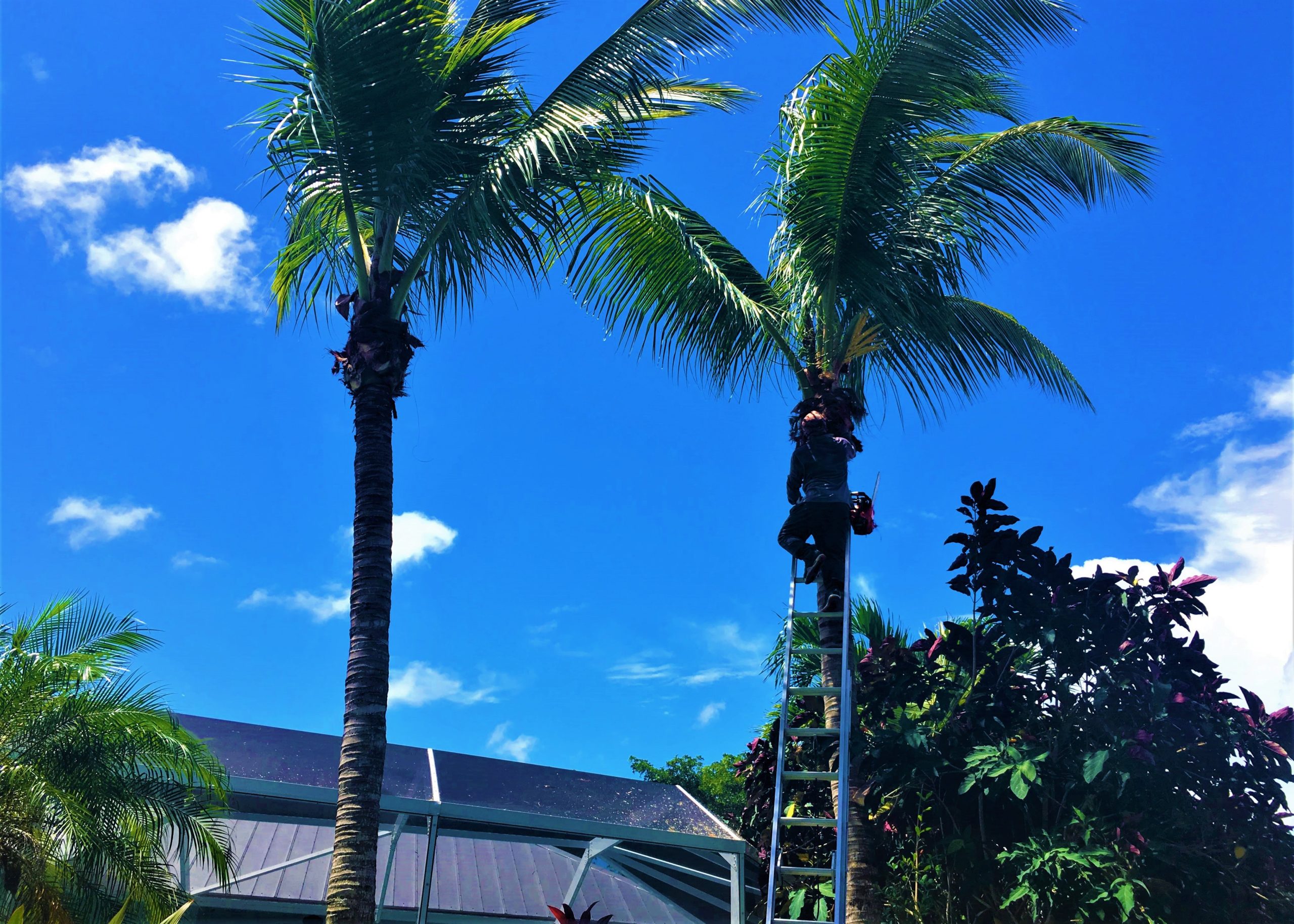 Trimming Trees Hobe Sound
